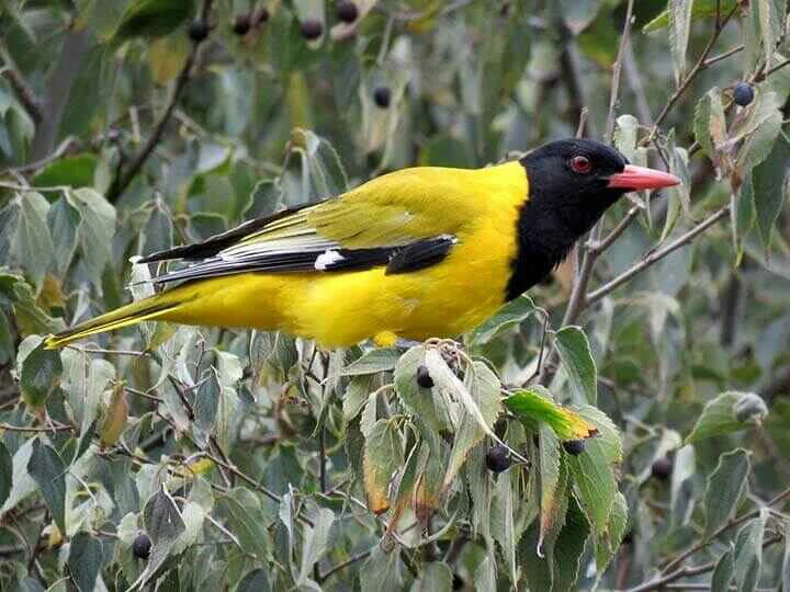 Western Black-headed Oriole